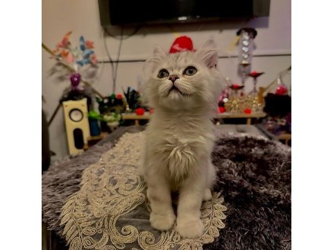 9 aylık mavi gözlü kedimiz beyaz tüylü