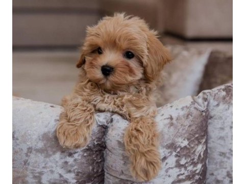Safkan ırk garantili maltipoo yavruları mevcut