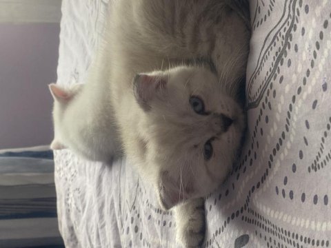 Tatlı yumurcaklar scottish fold
