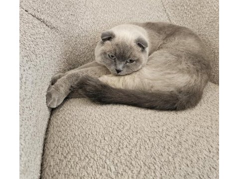Dişi kısır scottish fold