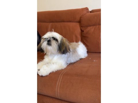 Safkan dişi shih-tzu