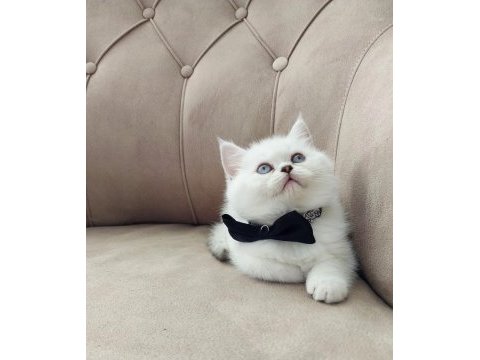 Teslime hazır yakışıklı erkek british shorthair yavrumuz