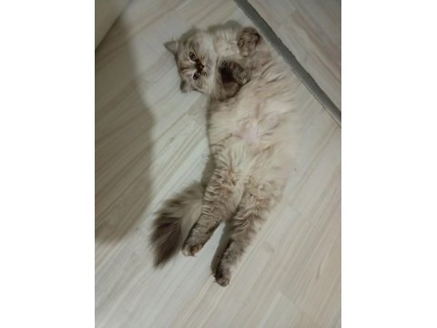 British longhair blue point 2 yaşında