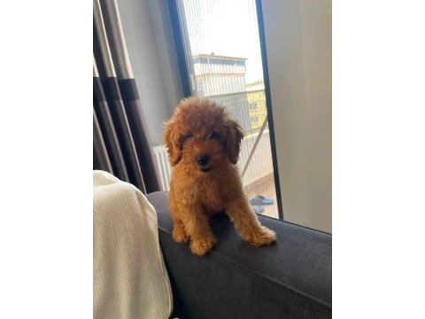 Yavru toy poodle sahiplendirme
