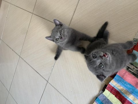 Scottish fold yavrularım yuvasını arıyor