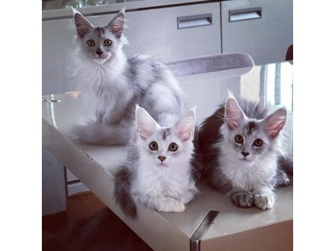 Safkan şecereli maine coon