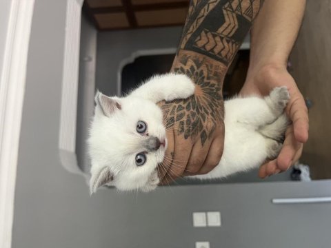 Safkan british shorthair bluepoint yavrularımız