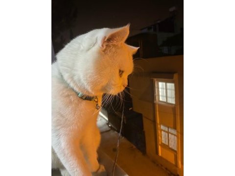 British shorthair 1 yaşında