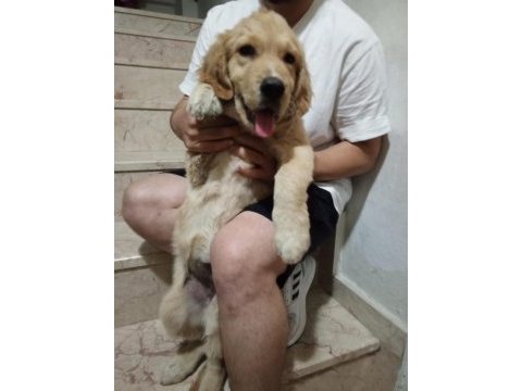 4.5 aylık erkek golden retriever