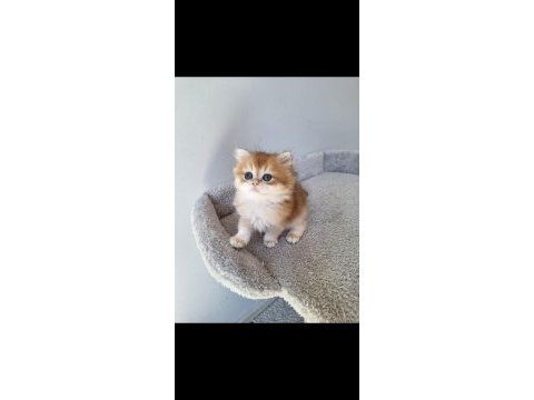 British longhair ny12 dişi