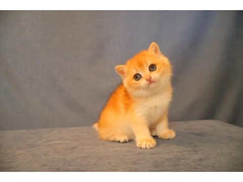 British longhair