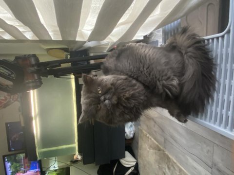British longhair dünya yakışıklısı