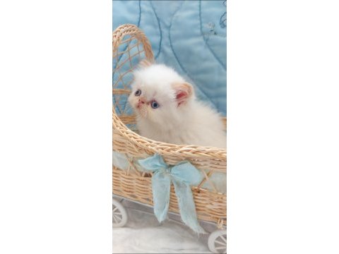 Biz büyüdük anne babamızı arıyoruz exotic shorthair