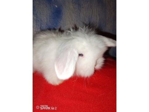 Teddy lop tavşan yavrular mavi göz