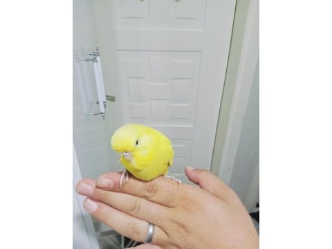 Jumbo yavru muhabbet kuşu