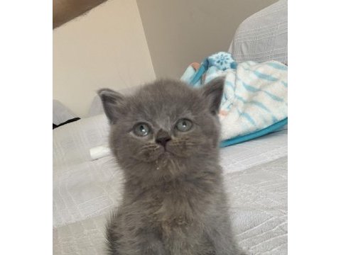 Evden show kalite garantili british shorthair yavrular