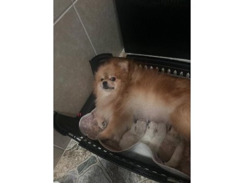 Show kalite ayı surat pomeranian boo yavrular
