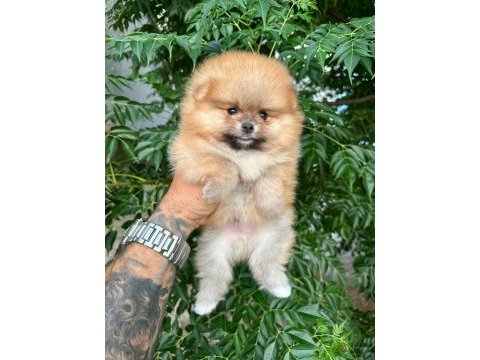 Ankarada pomeranian boo köpekler