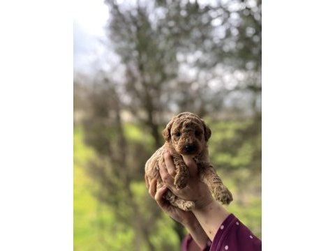 Poodle yavrularımız yeni yuvasına hazır