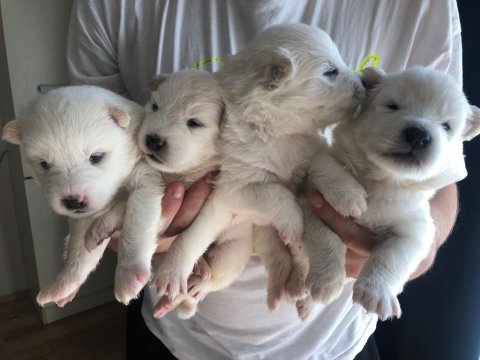 Safkan samoyed bebekler