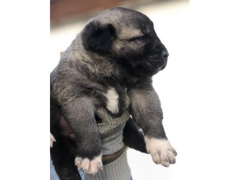 Kaliteli kangal yavrular