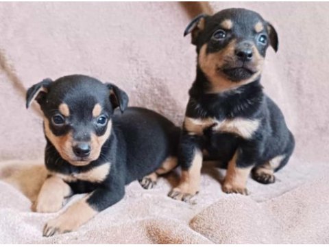 Rezerve açık pinscher bebeklerim