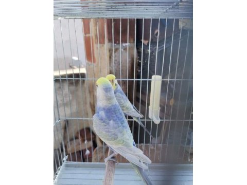 Rainbow muhabbet kuşu takım bilezikli