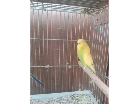 Eş jumbo çift muhabbet kuşu
