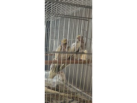 2 adet pearl sultan papağanın yavrusu
