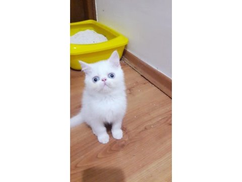 Exotıc shorthaır erkek 