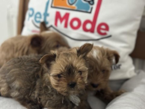 Show kalite tea cup morkie yavrularımız
