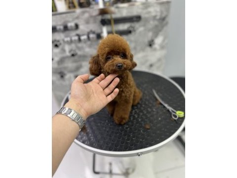 Korean orjinal poodle kızımız en iyisi