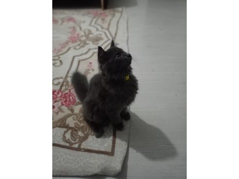 British longhair erkek 3.5 aylık