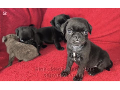 Siyah renk pug mops yavruları
