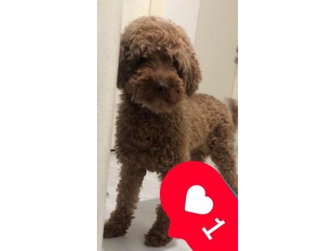 Yetişkin dişi poodle