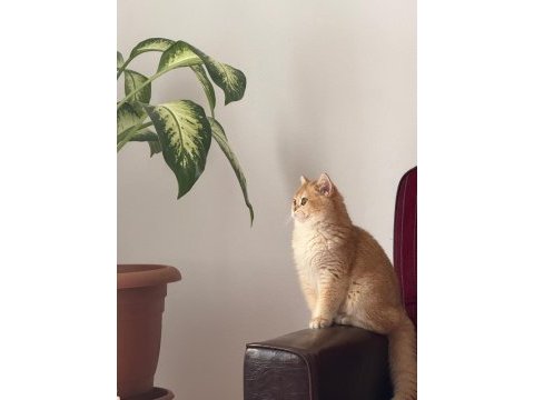 10 aylık full şecereli ny12 british shorthair