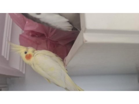 Konuşan yumurtlayan çift sultan papağanı