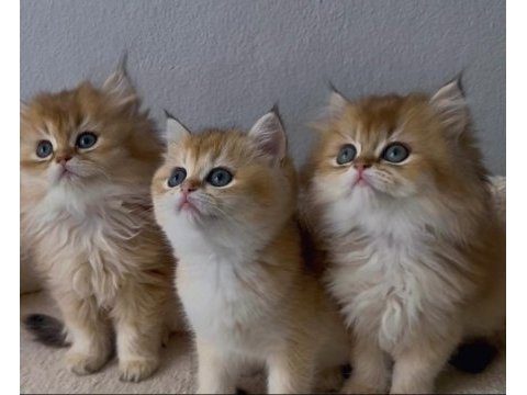British shorthair ve longhair yavrular