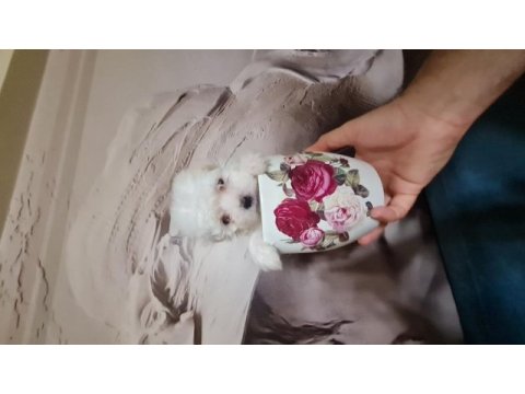 Maltese dişi erkek yavru köpeklerimiz