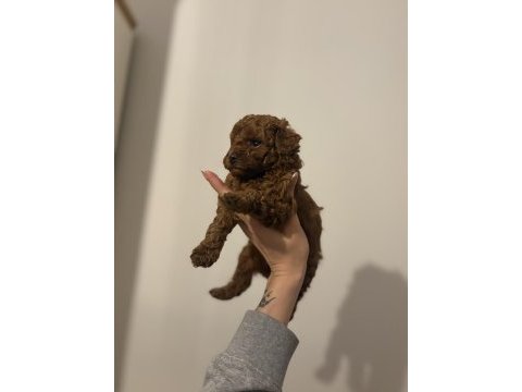 2 buçuk aylık aşılı erkek poodle yavrular