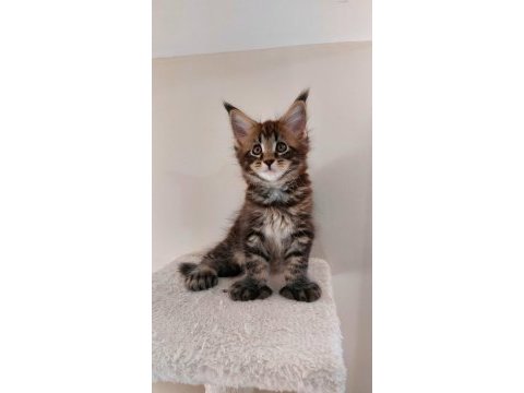 Full şecereli maine coon ünvanlı ebeveynlerden