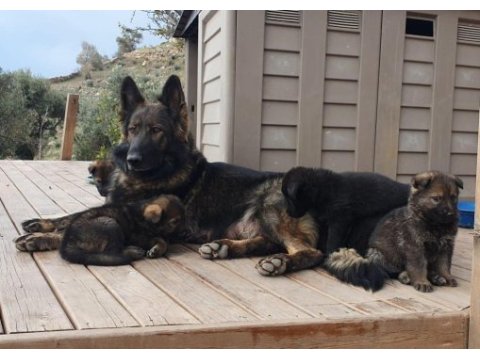 Ankara - orjinal german shepherd working line