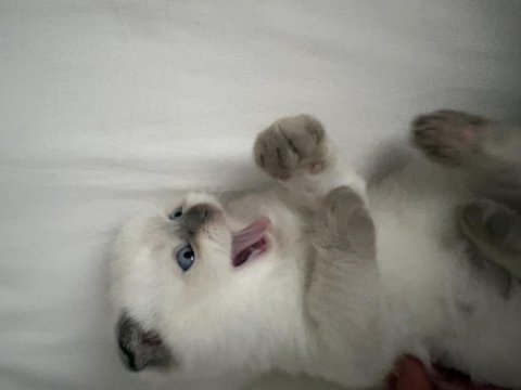 Scottish fold yarım kırık kulak