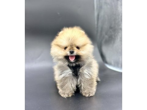 Sevimli pomeranian boo yavrularımız