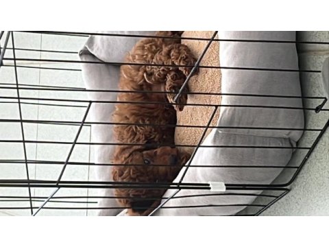 Safkan kore 3 aylık koyu renk poodle