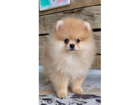 Orijinal pomeranian boo dişi yavru
