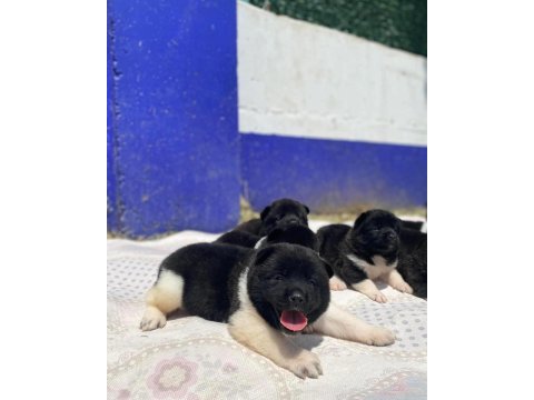 Muhteşem kalite amerikan akita panda yavrular