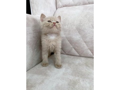 Fawn rengi safkan british shorthair ayı surat bebek