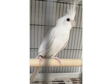 Albino sultan papağanımız