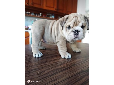Show kalite egzotik english bulldog